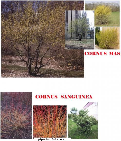 Pipe facute de noi - Cornus mas si sanguinea.... Ar fi interesant de - Pipele voastre