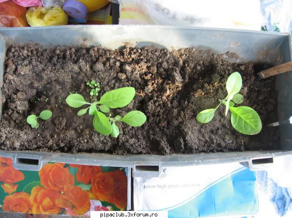 Tutun - Aceea este singura planta de tutun care a iesit - Pipa si tutunul in traditia romaneasca